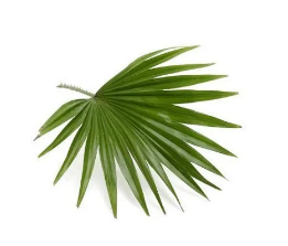 Saw Palmetto