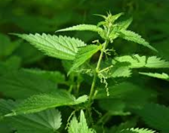 Stinging Nettle